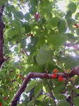 cherry red.jpg
