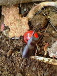 small insect.jpg